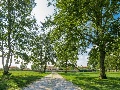 Trees in the garden