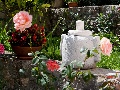 In the garden
