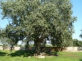 Garden tree