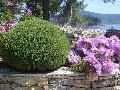 Detail from the garden