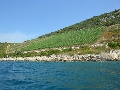 Vineyard near the Casa Mira