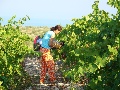 Picking up grapes